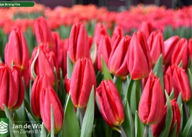 Tulipa Strong Fire ® (3)